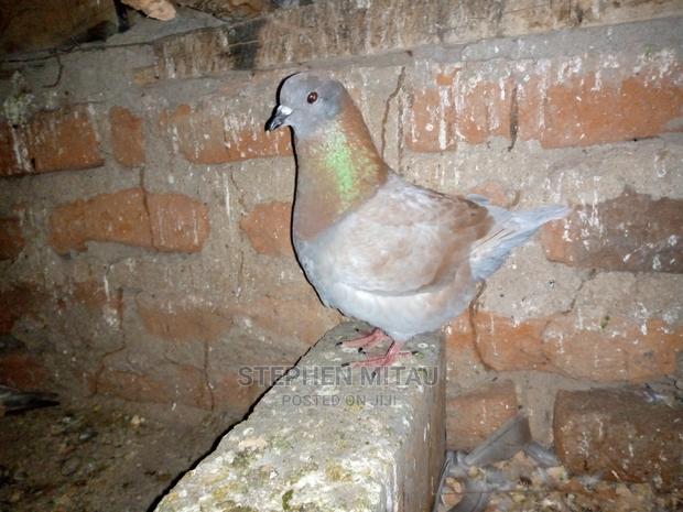 King Pigeon - thumbnail 4