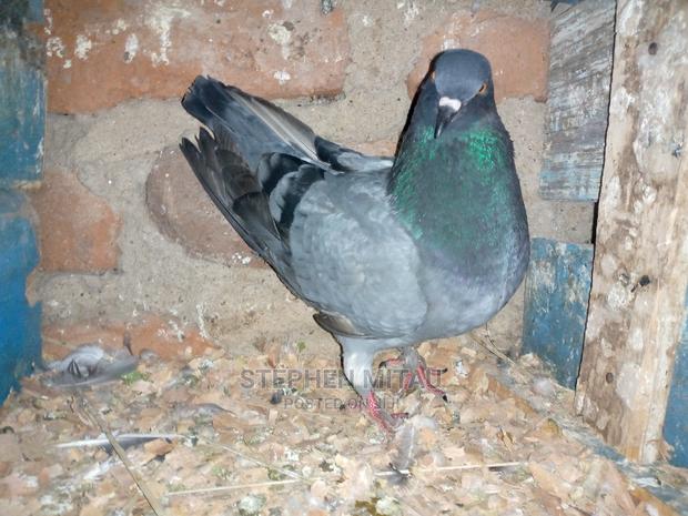 King Pigeon - main view