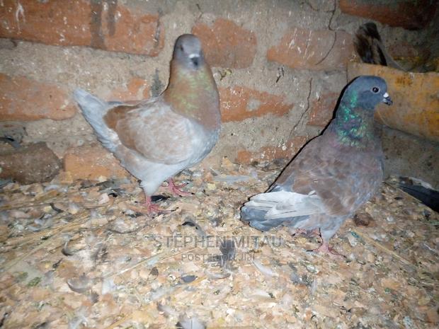 King Pigeon - thumbnail 3