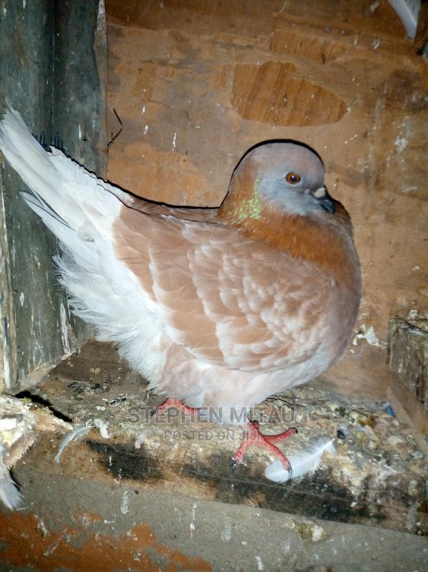 King Pigeon - thumbnail 5