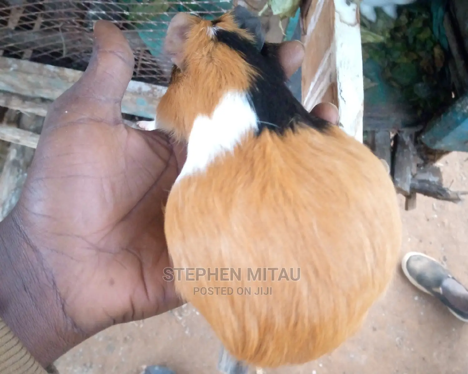 Guinea Pigs