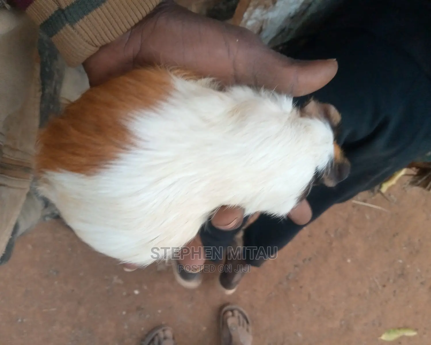 Guinea Pigs