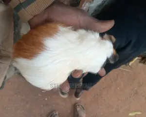 Guinea Pigs