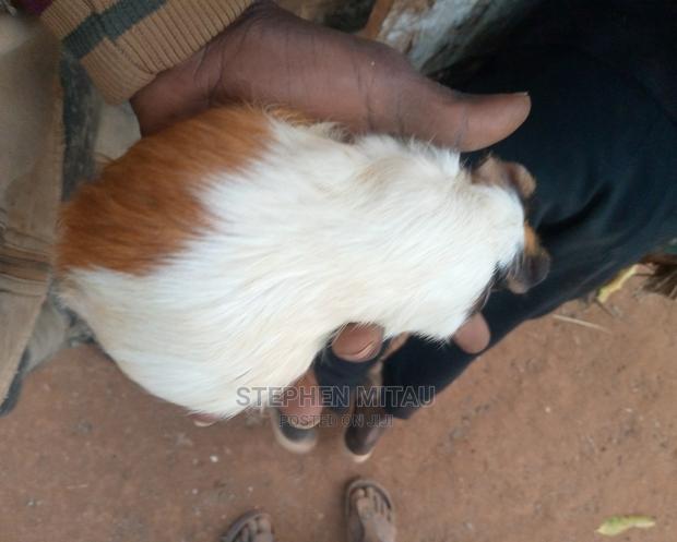 Guinea Pigs - thumbnail 2