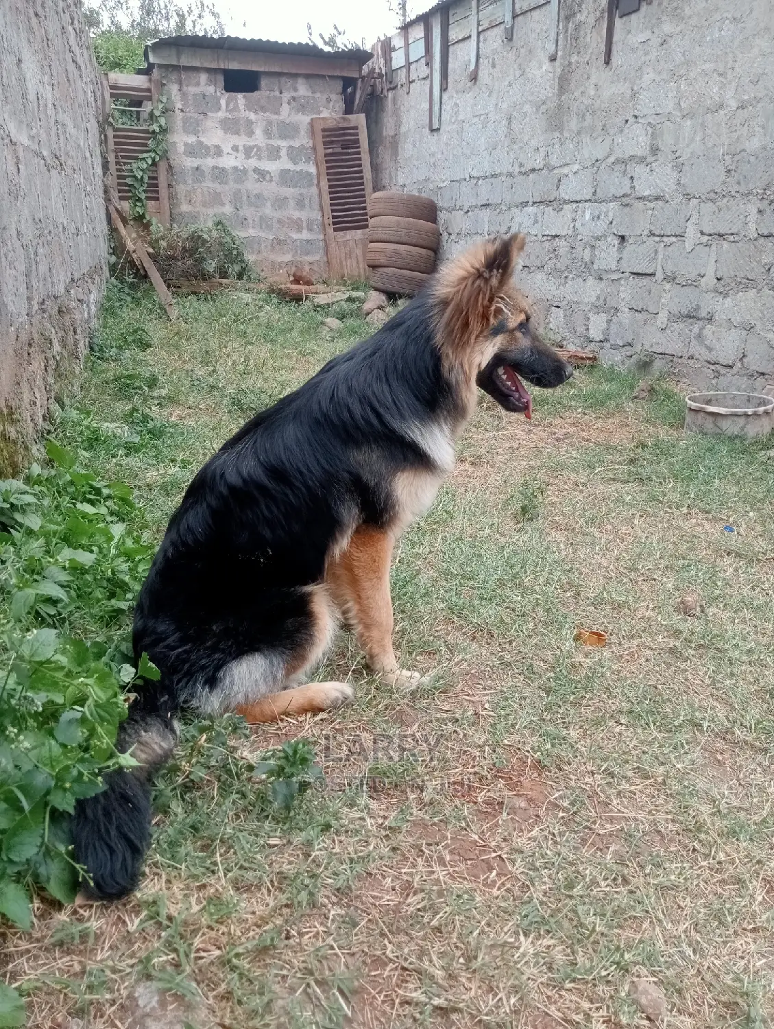6-12 months Female Purebred German Shepherd