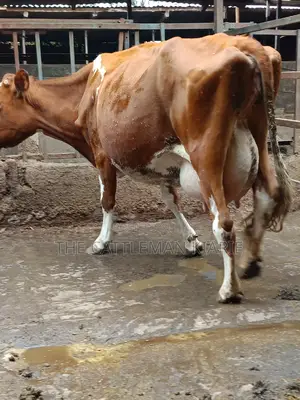 Ayrshire for Sale in Kenya