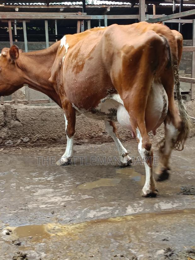 Ayrshire for Sale in Kenya