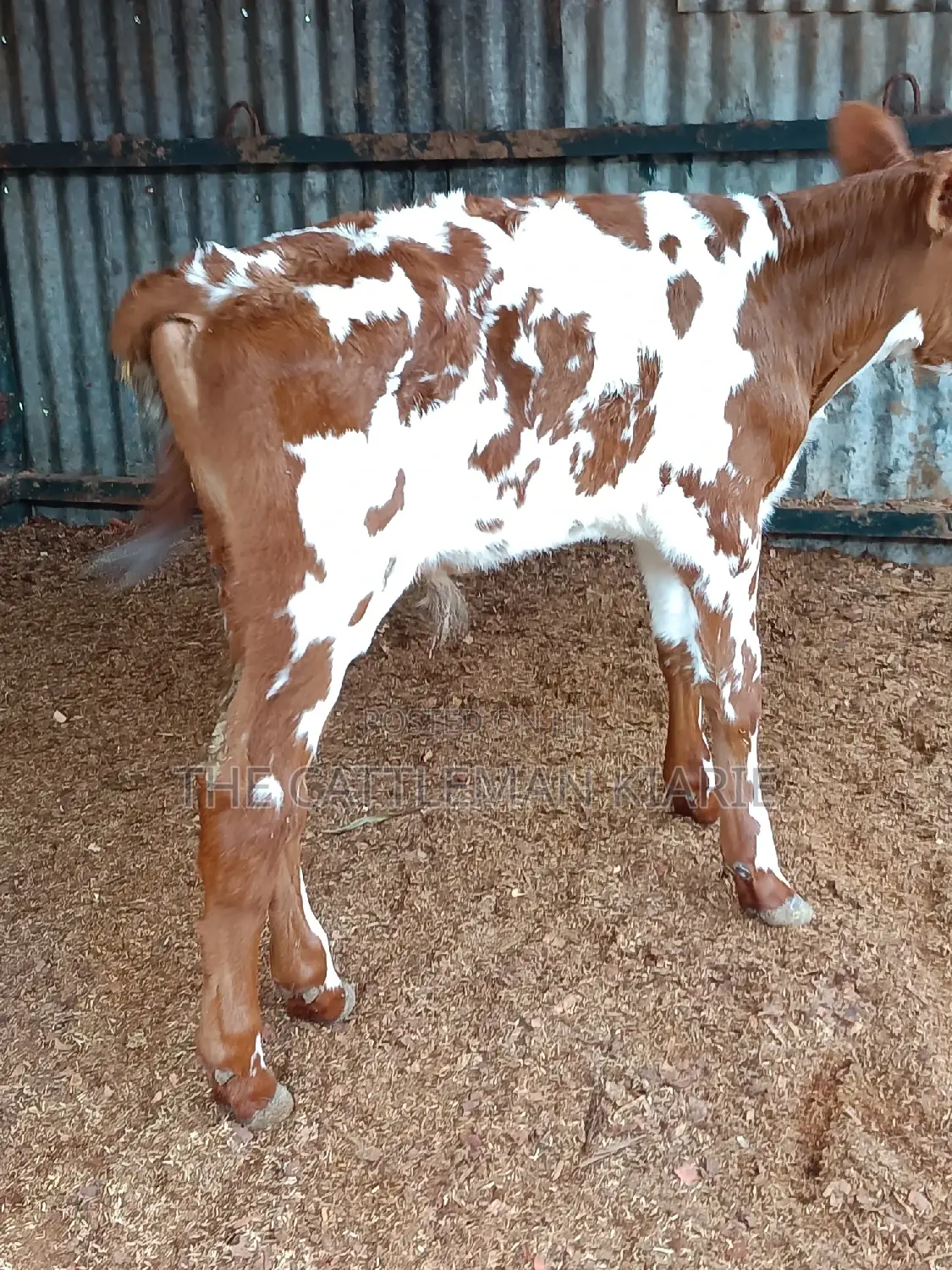 Ayrshire for Sale in Kenya