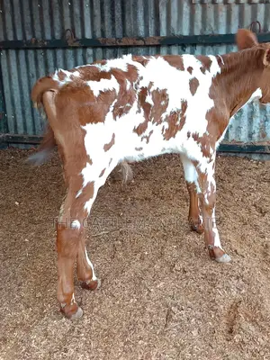 Ayrshire for Sale in Kenya