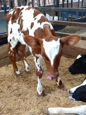 Ayrshire for Sale in Kenya