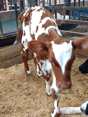 Ayrshire for Sale in Kenya