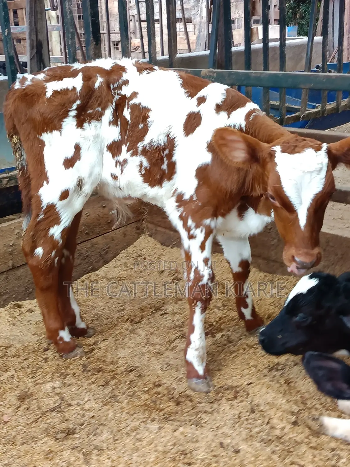 Ayrshire for Sale in Kenya