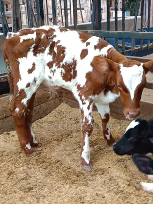 Ayrshire for Sale in Kenya
