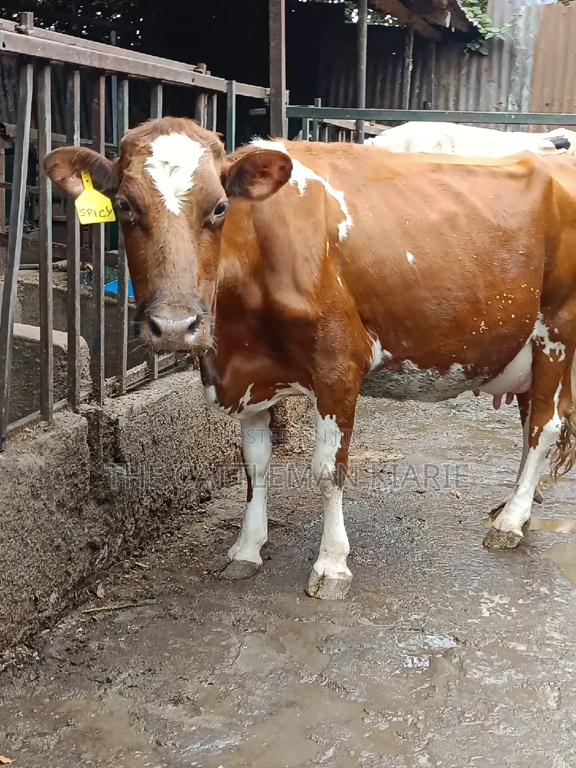 Ayrshire for Sale in Kenya