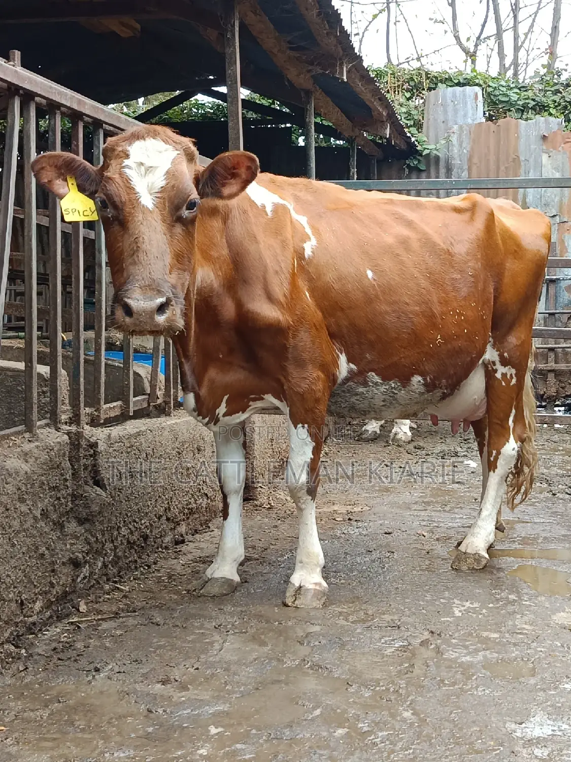 Ayrshire for Sale in Kenya