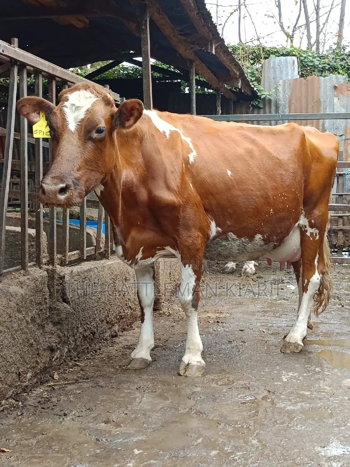 Ayrshire for Sale in Kenya
