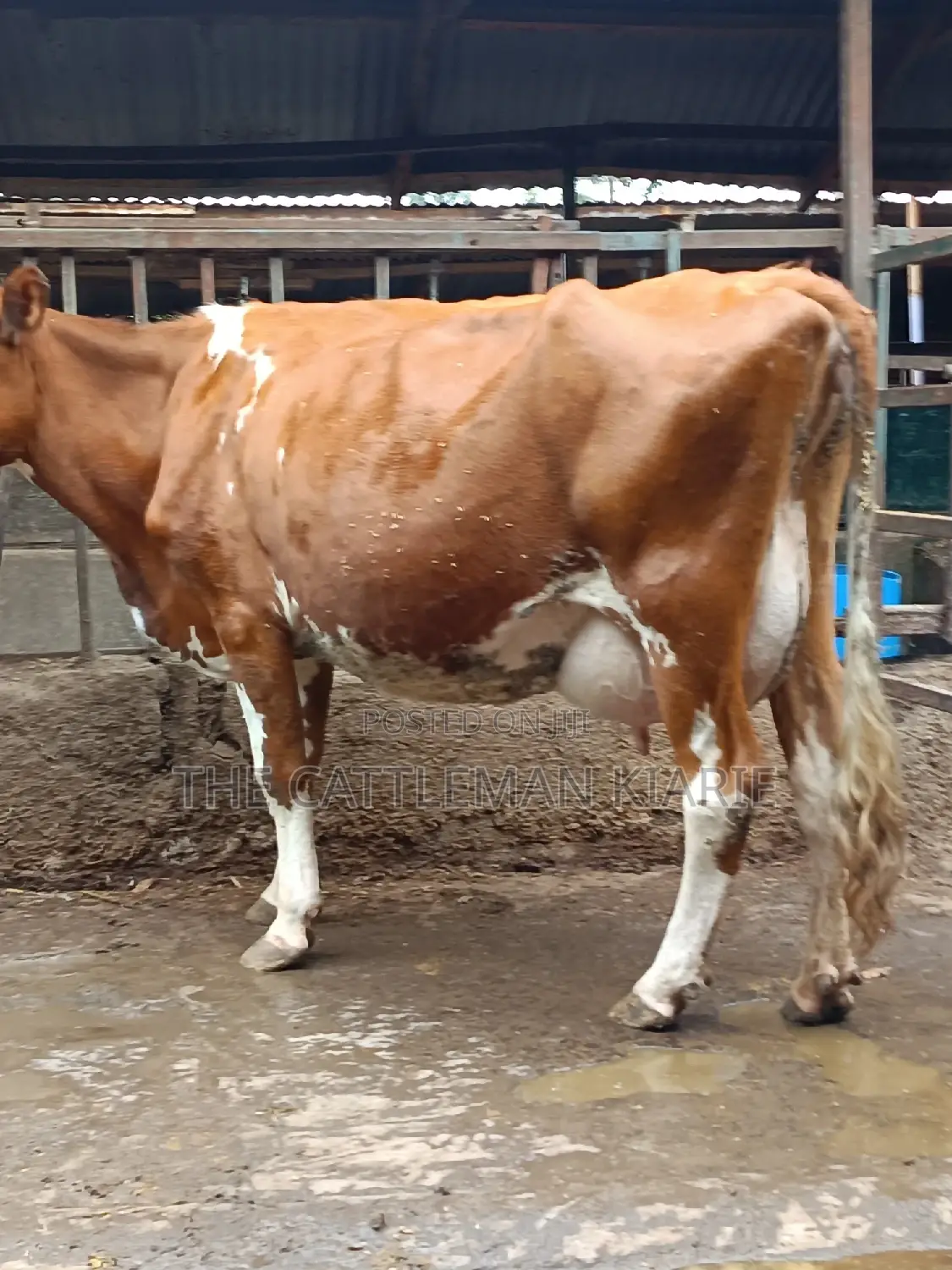 Ayrshire for Sale in Kenya