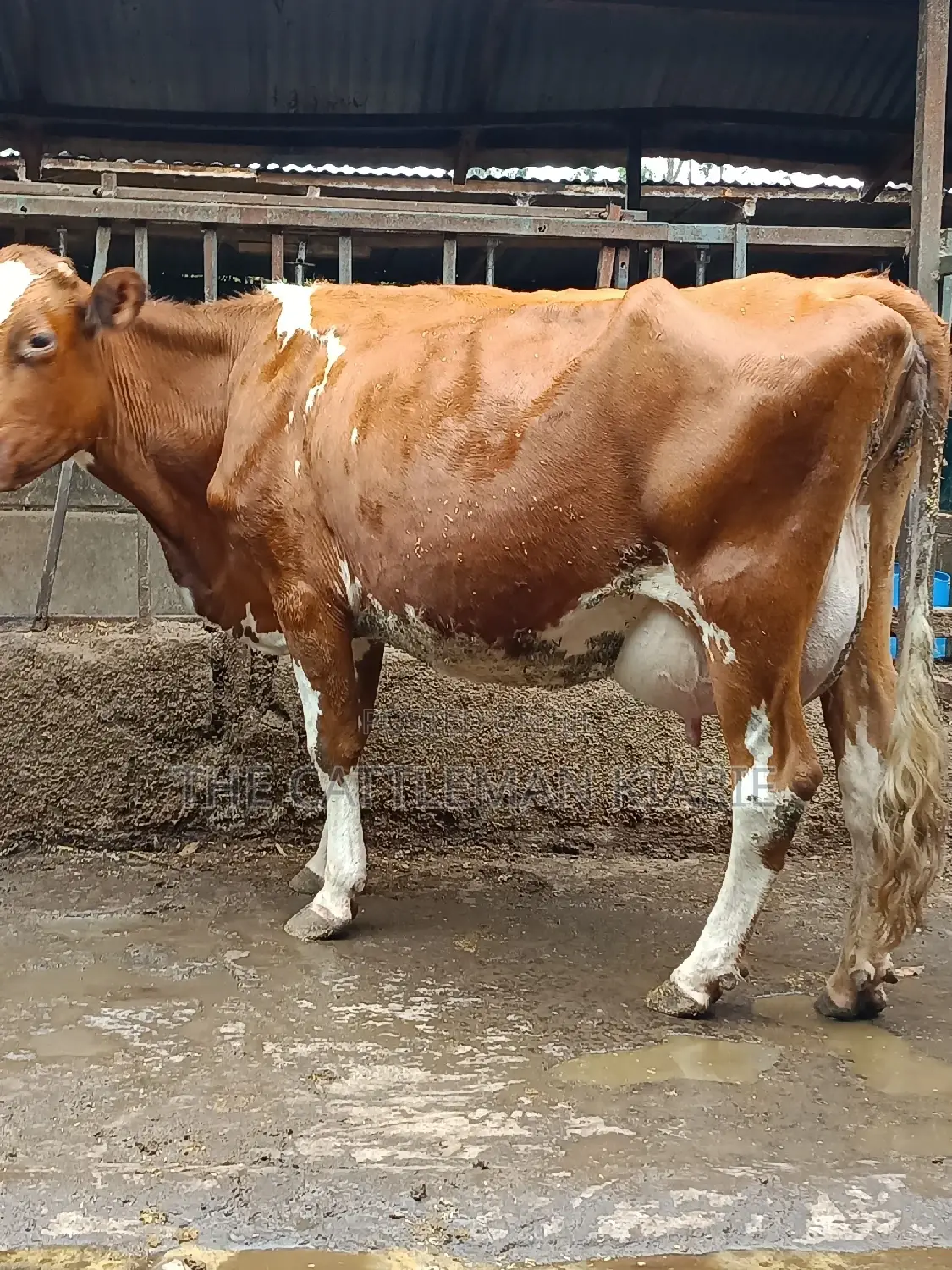 Ayrshire for Sale in Kenya