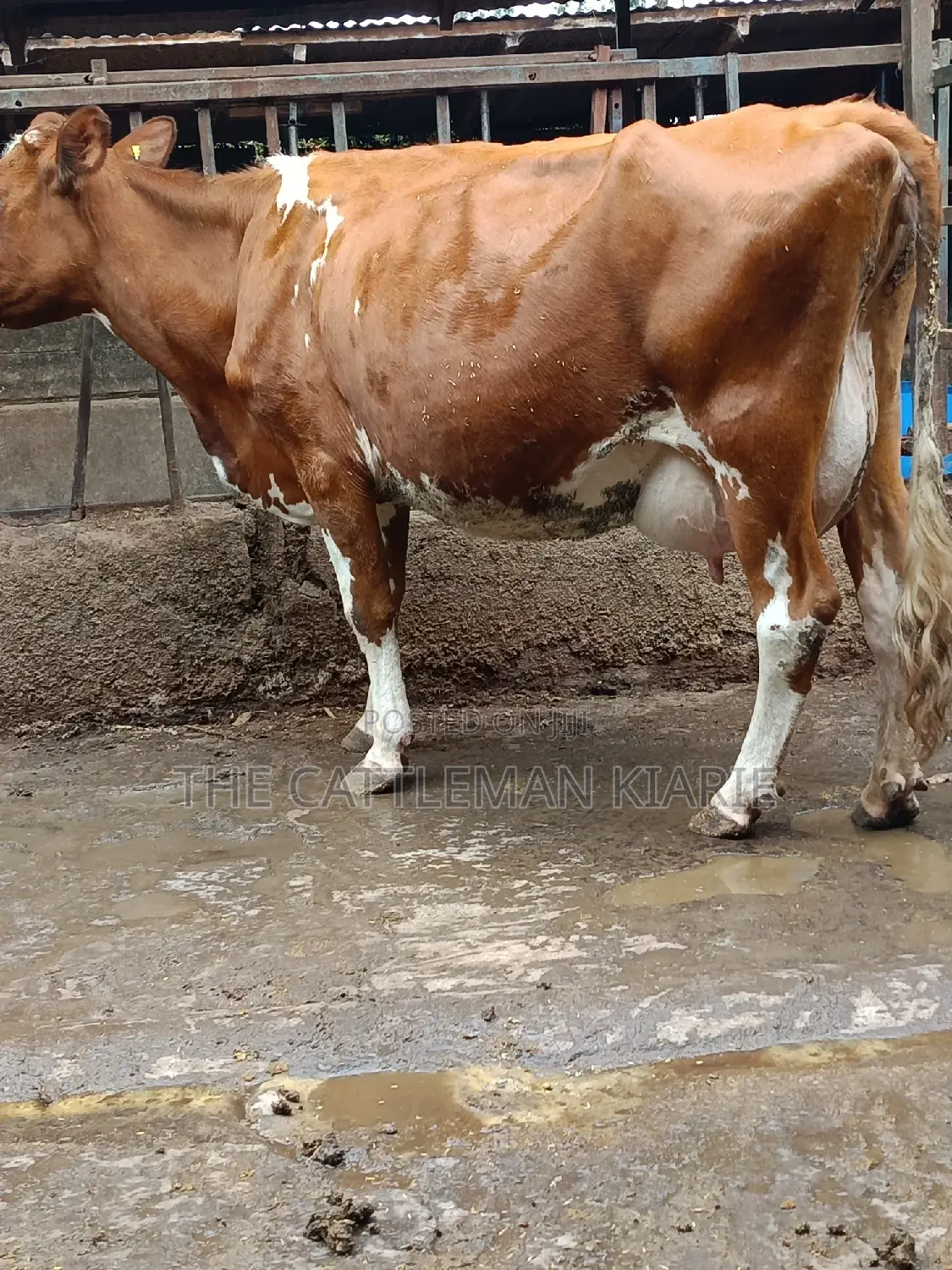 Ayrshire for Sale in Kenya