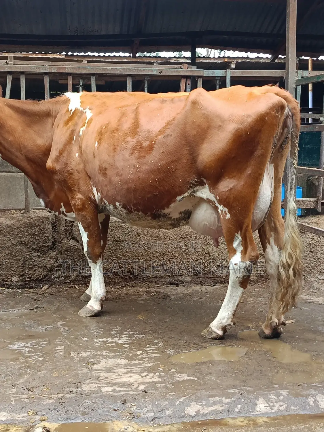 Ayrshire for Sale in Kenya