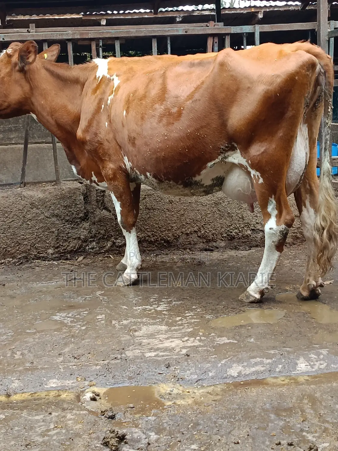 Ayrshire for Sale in Kenya