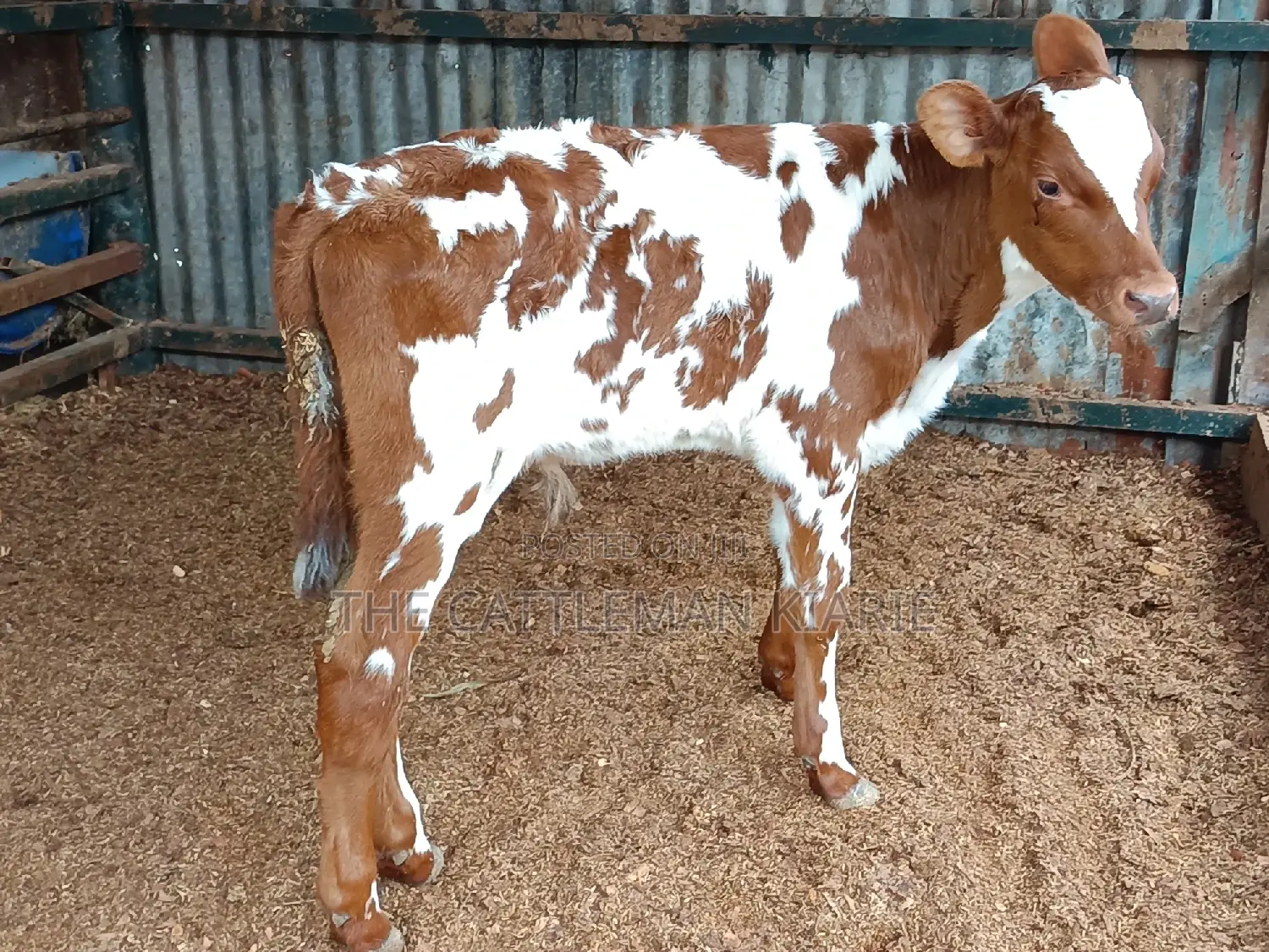 Ayrshire for Sale in Kenya