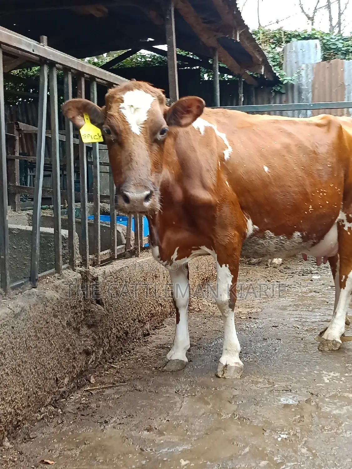 Ayrshire for Sale in Kenya