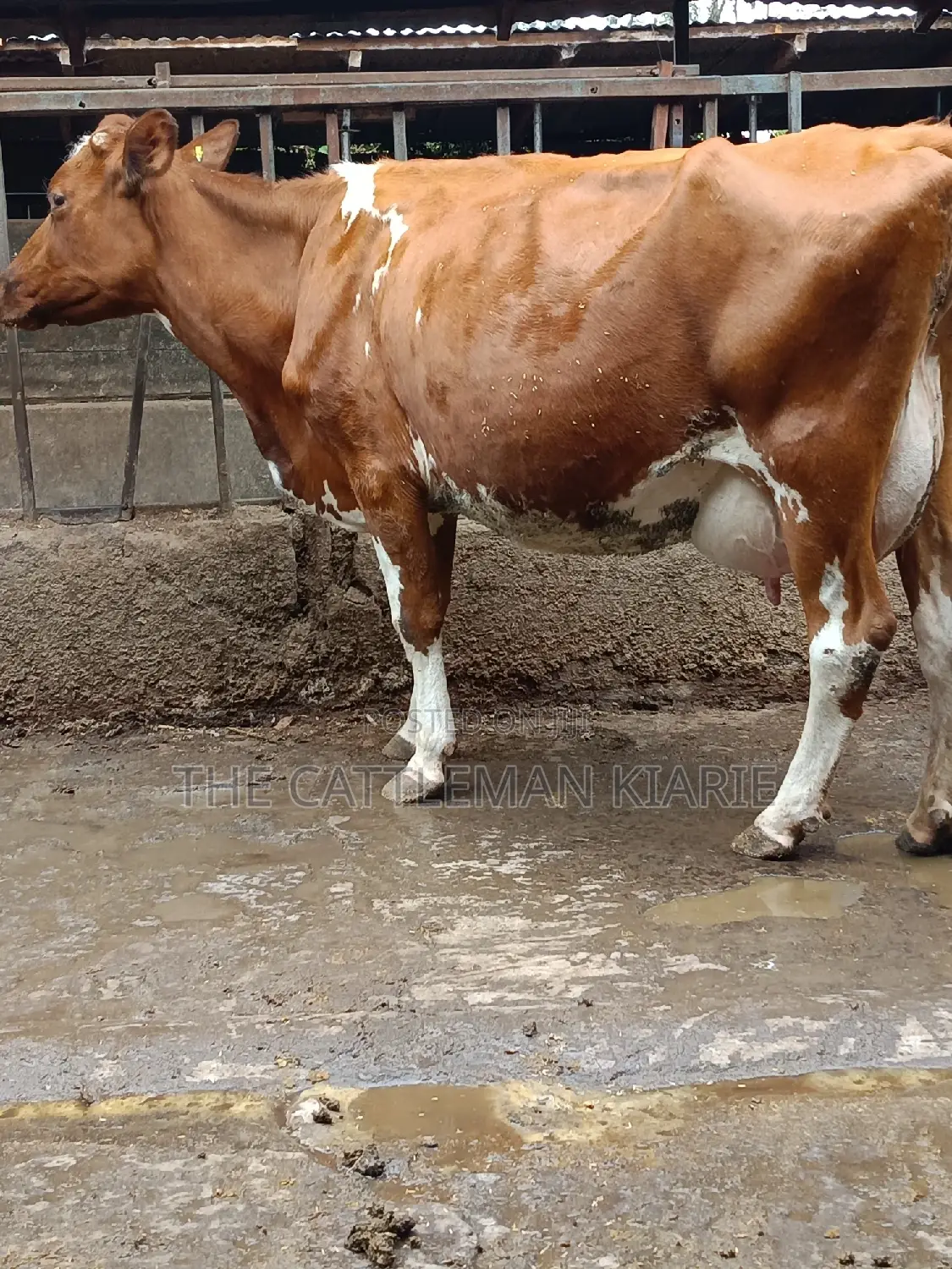 Ayrshire for Sale in Kenya