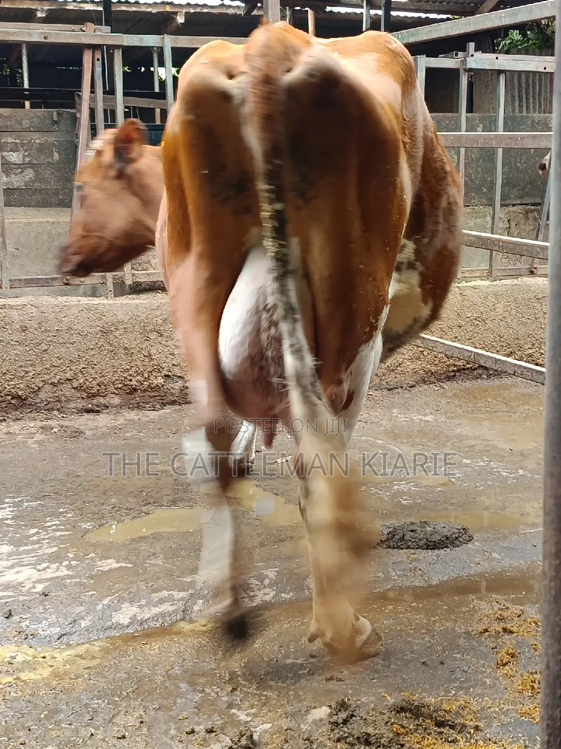 Ayrshire for Sale in Kenya