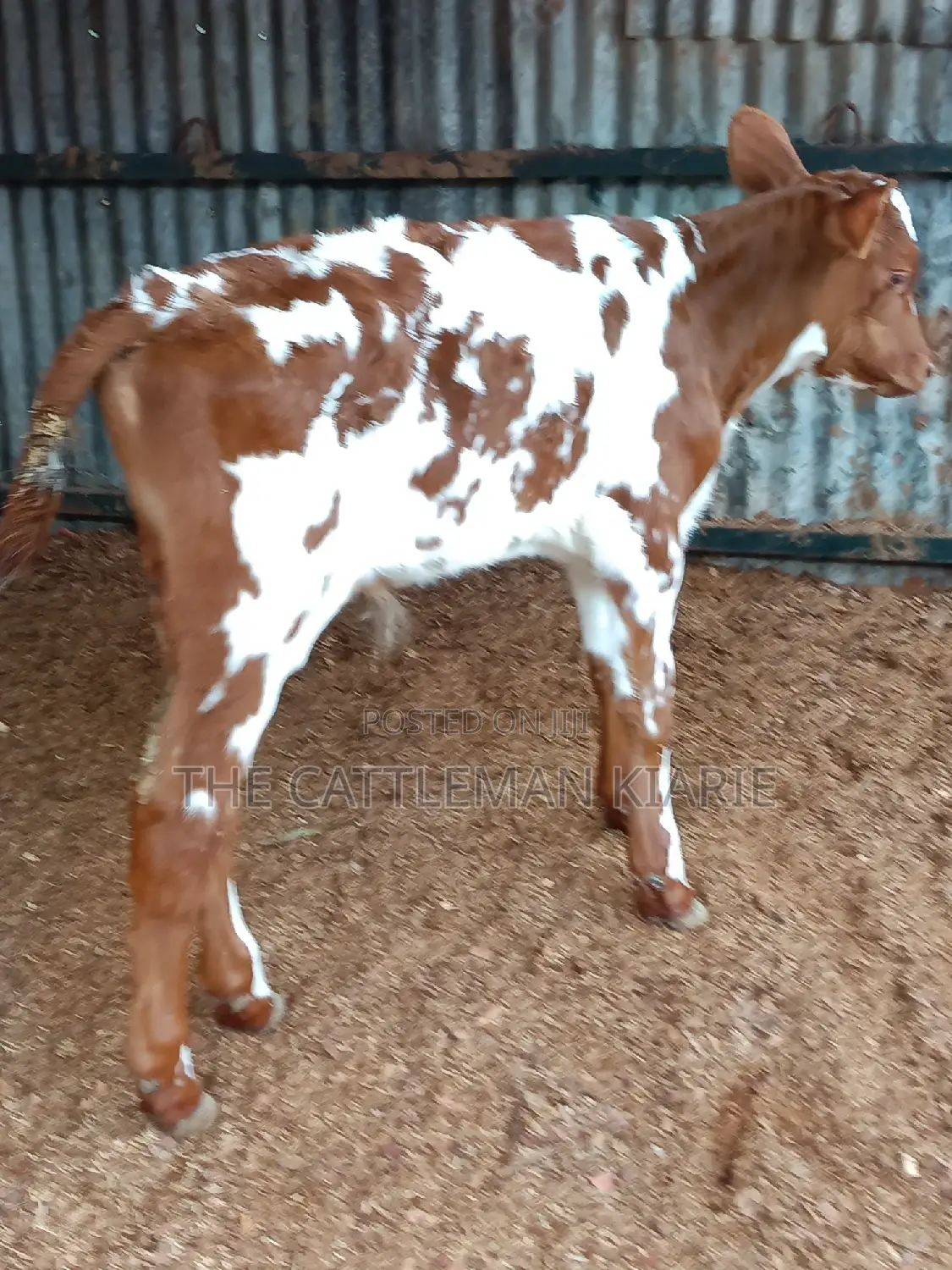 Ayrshire for Sale in Kenya