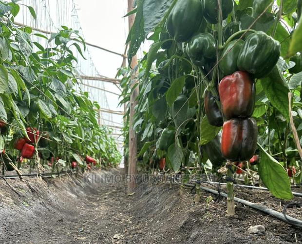 Coloured Capsicum Yellow Red Grade 1. Moq 10kgs - thumbnail 4