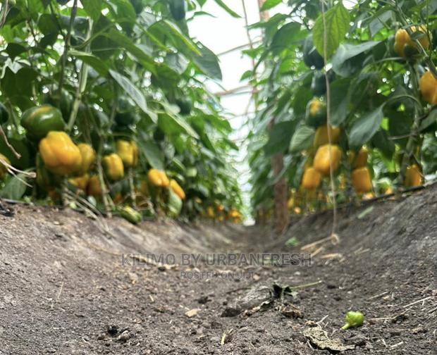 Coloured Capsicum Yellow Red Grade 1. Moq 10kgs - thumbnail 5
