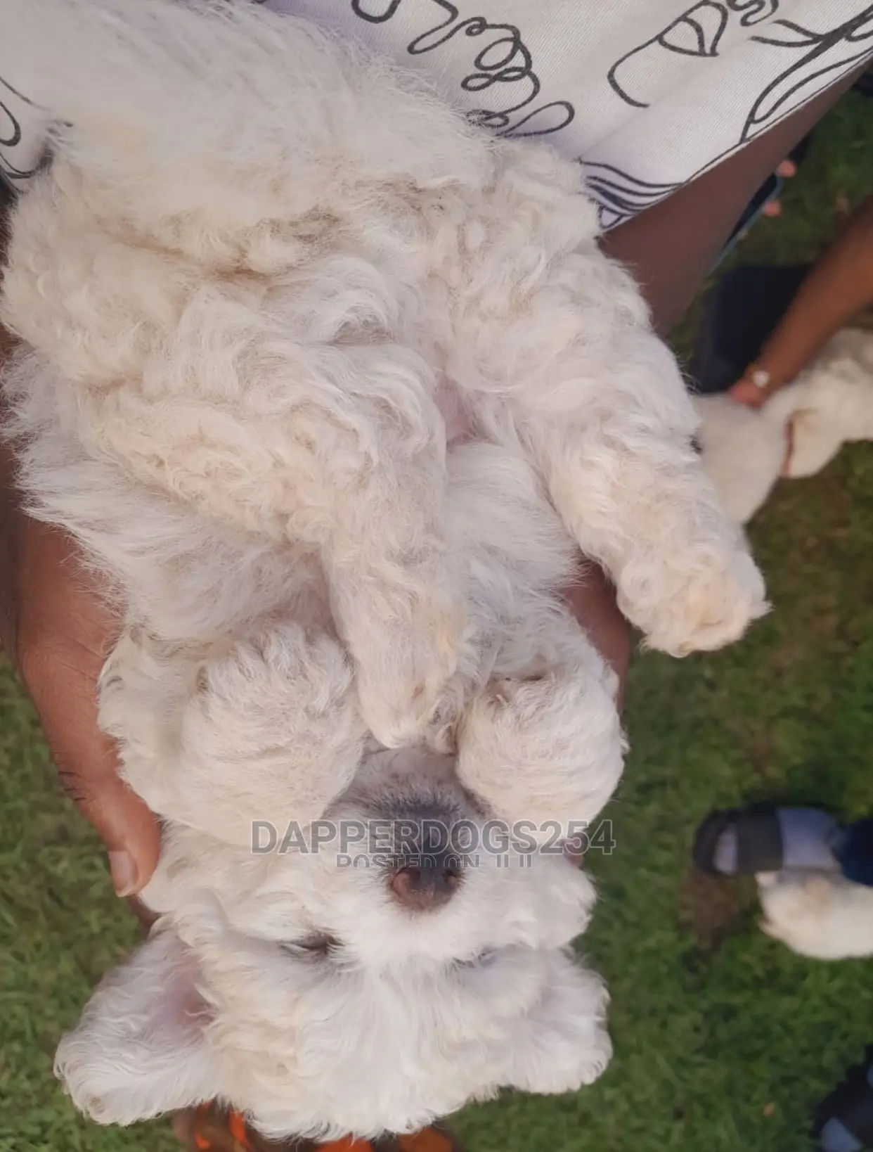 1-3 months Male Purebred Havanese