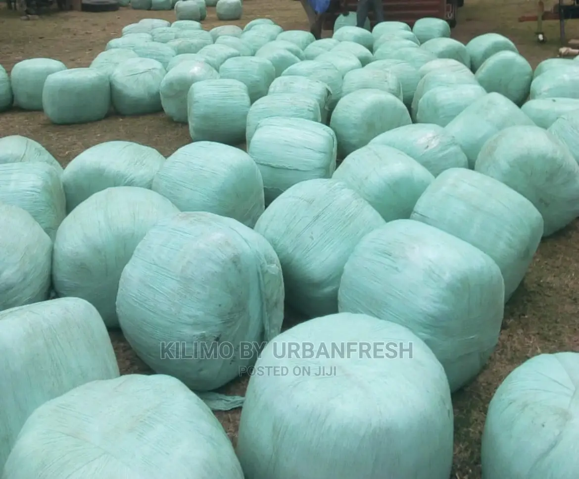 Pakchong Silage Baled 65 - 90kgs.