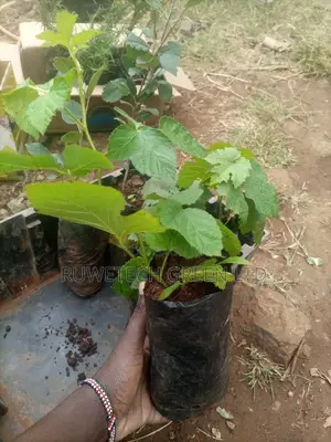 Blackberry Seedlings