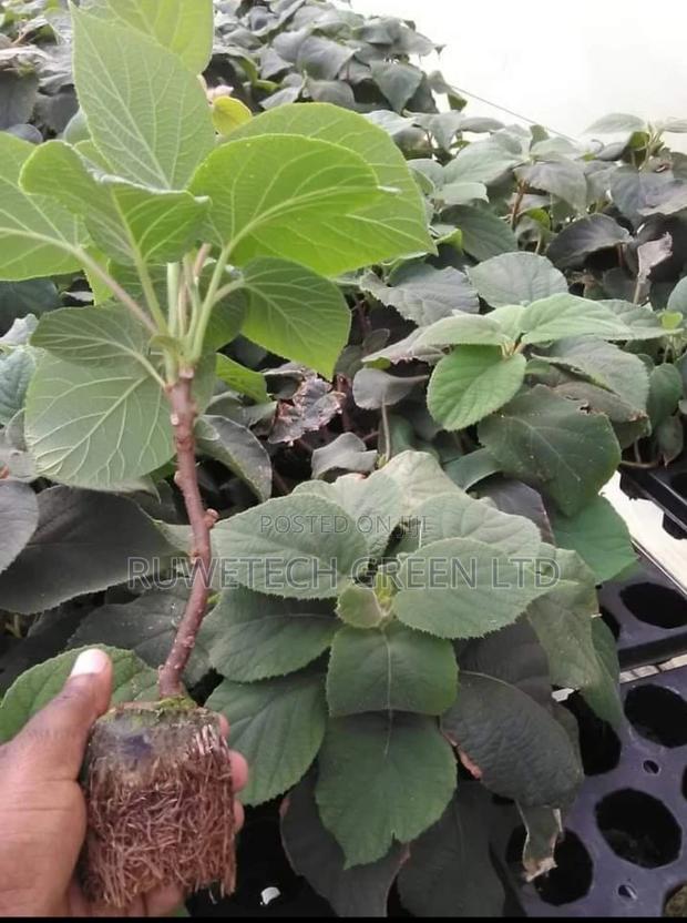Kiwi Fruit Seedlings - main view