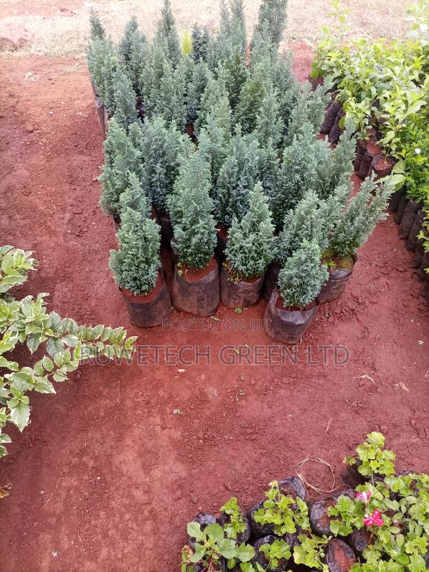 Lemon Cypress - main view