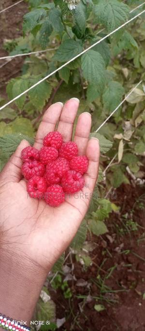 Red Raspberry - thumbnail 2