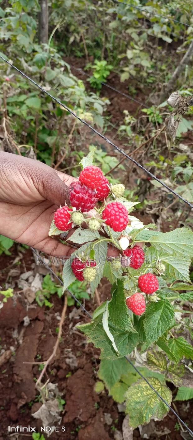 Red Raspberry - thumbnail 3