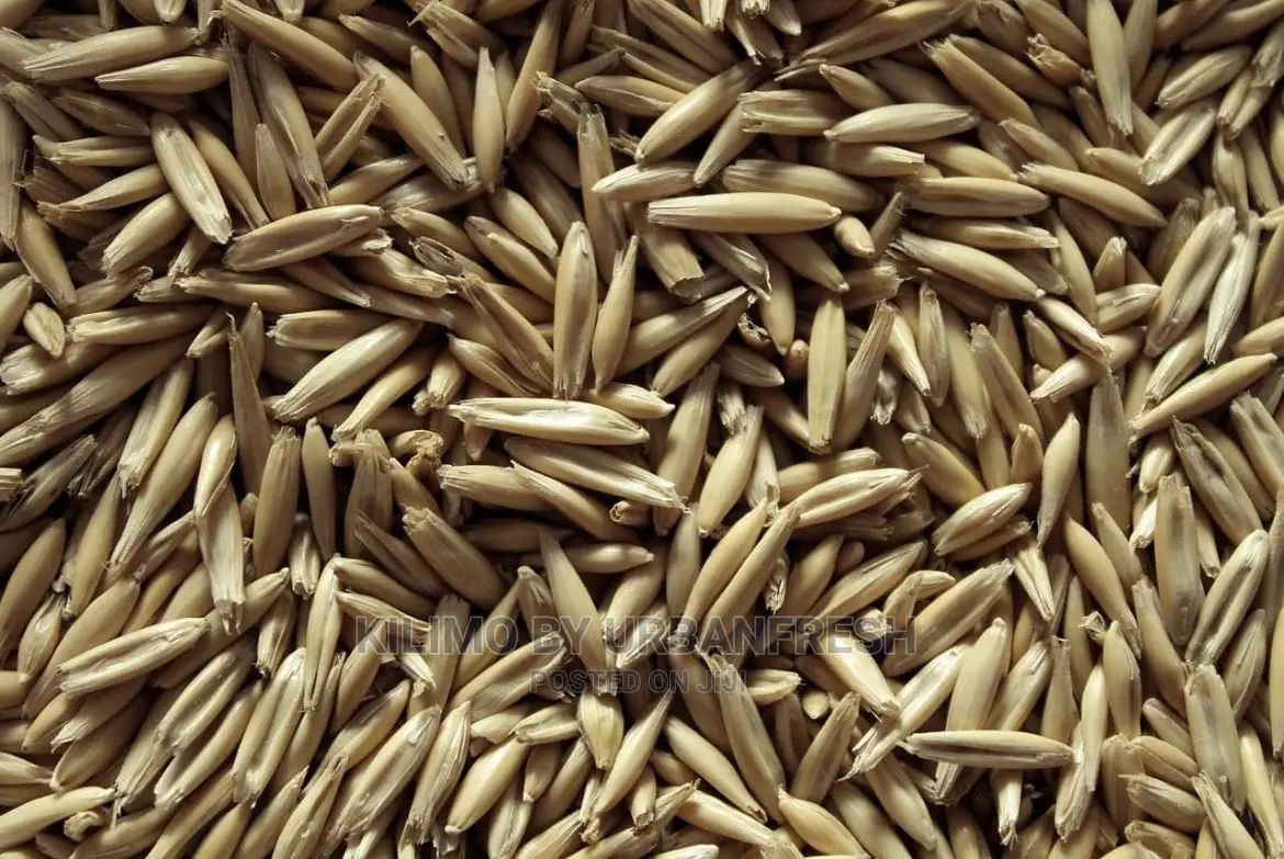 Oat Planting Seeds Available 10 KGS