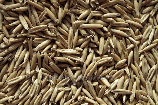 Oat Planting Seeds Available 10 KGS