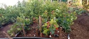 Blackberry Seedlings - thumbnail 2