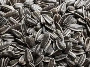 Sunflower Seed for Planting Moq 5.