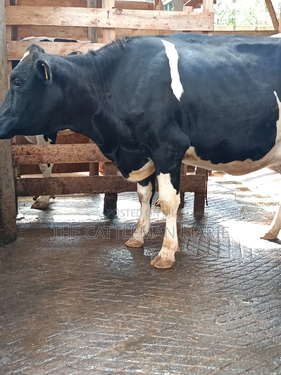 Friesian Heifer For Sale In Githunguri