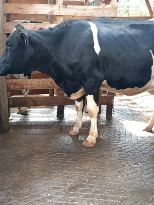 Friesian Heifer For Sale In Githunguri