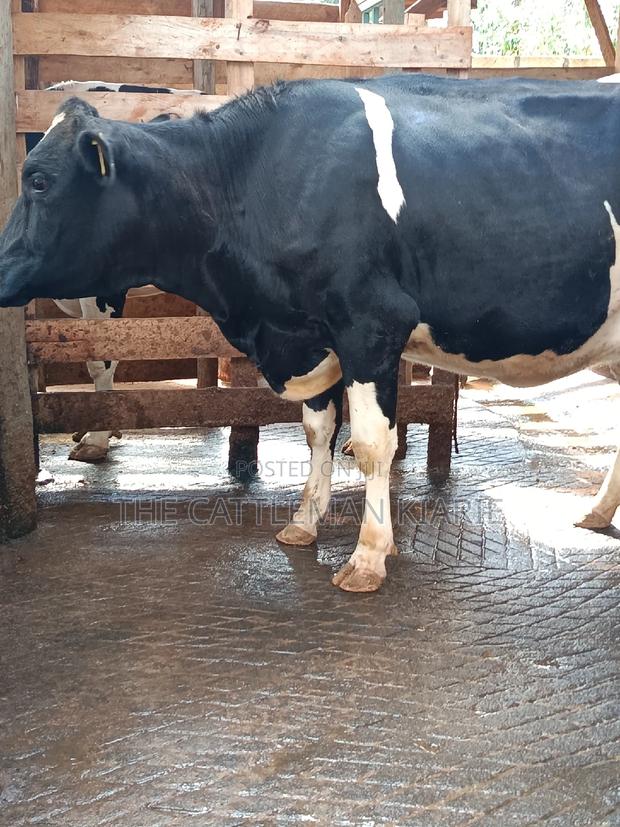 Friesian Heifer For Sale In Githunguri