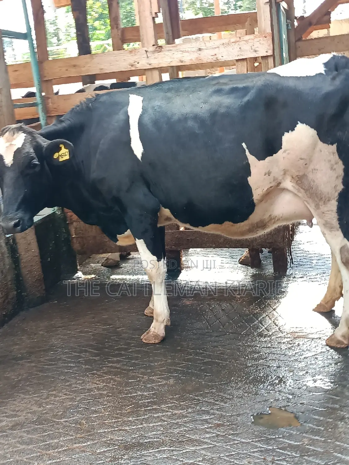 Friesian Heifer For Sale In Githunguri