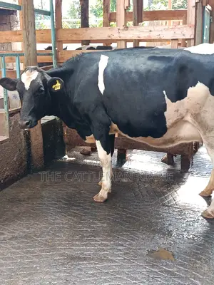 Friesian Heifer For Sale In Githunguri