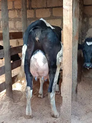Friesian Heifer For Sale In Githunguri