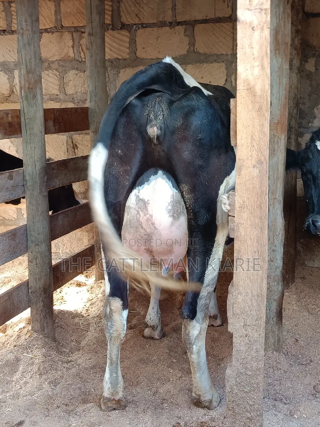 Friesian Heifer For Sale In Githunguri